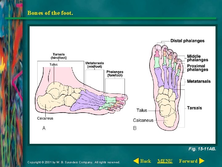Bones of the foot. A B Fig. 15 -11 AB. Copyright © 2001 by