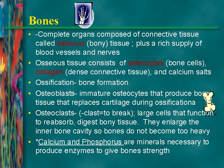 Bones • -Complete organs composed of connective tissue called osseous (bony) tissue ; plus