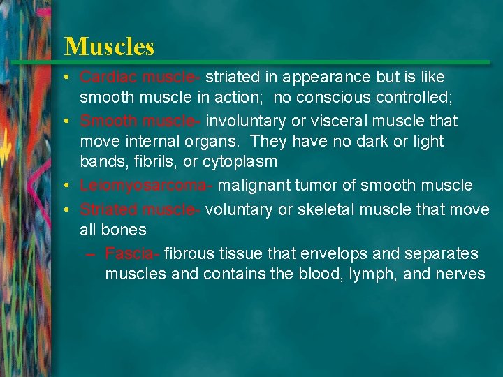 Muscles • Cardiac muscle- striated in appearance but is like smooth muscle in action;