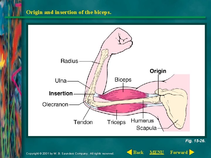 Origin and insertion of the biceps. Fig. 15 -26. Copyright © 2001 by W.