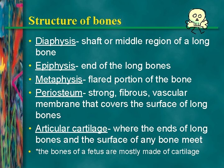 Structure of bones • Diaphysis- shaft or middle region of a long bone •