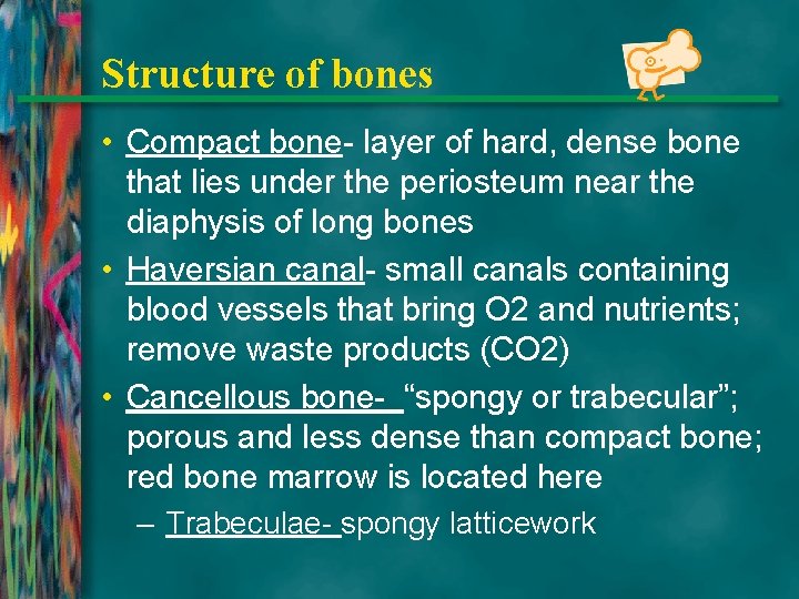 Structure of bones • Compact bone- layer of hard, dense bone that lies under