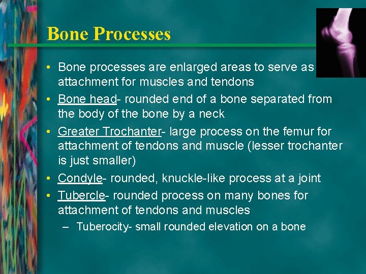 Bone Processes • Bone processes are enlarged areas to serve as attachment for muscles