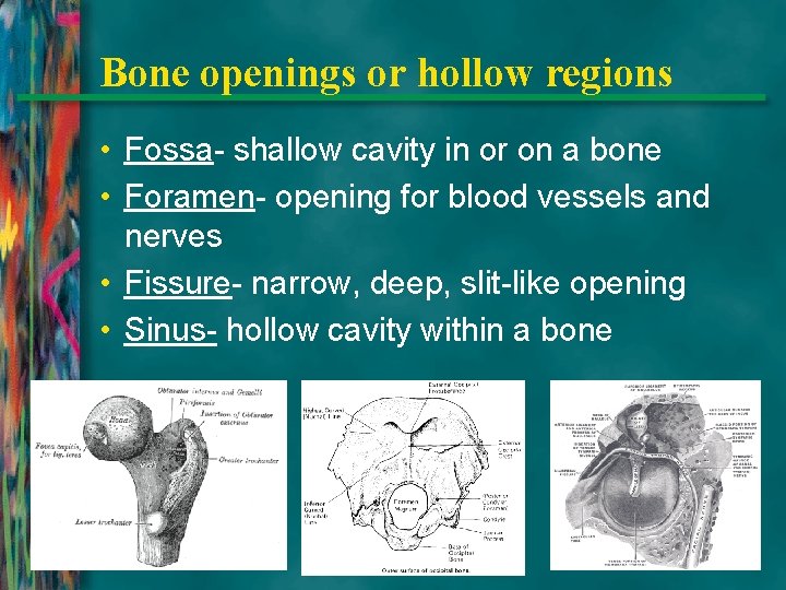 Bone openings or hollow regions • Fossa- shallow cavity in or on a bone