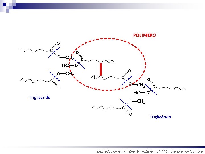 POLÍMERO Triglicérido Derivados de la Industria Alimentaria. CYTAL. Facultad de Química 