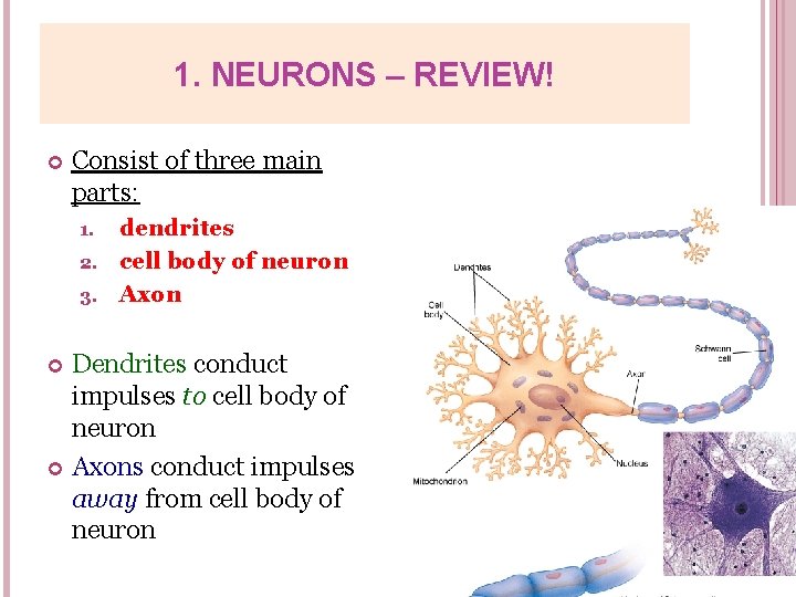 1. NEURONS – REVIEW! Consist of three main parts: dendrites 2. cell body of