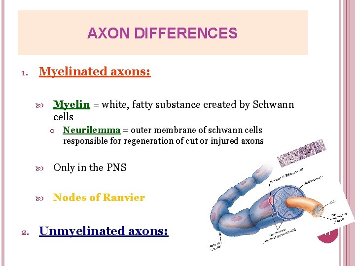 AXON DIFFERENCES 1. Myelinated axons: Myelin = white, fatty substance created by Schwann cells