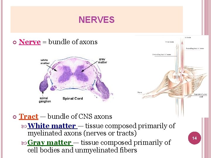 NERVES Nerve = bundle of axons Tract — bundle of CNS axons White matter