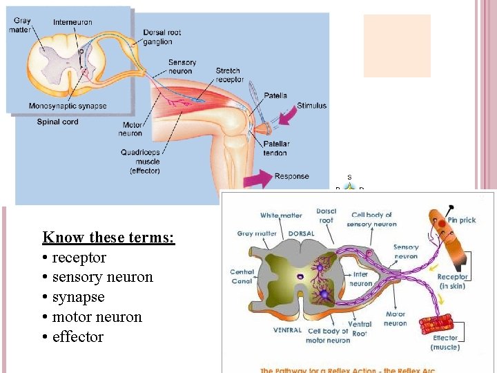 Know these terms: • receptor • sensory neuron • synapse • motor neuron •