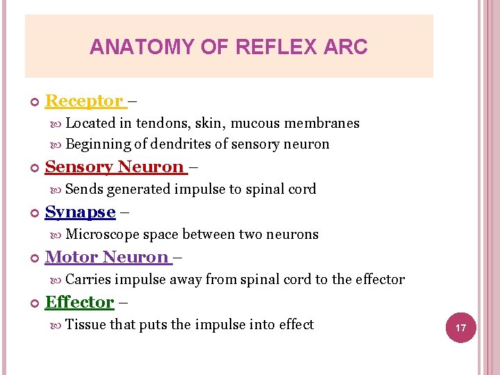 ANATOMY OF REFLEX ARC Receptor – Located in tendons, skin, mucous membranes Beginning of