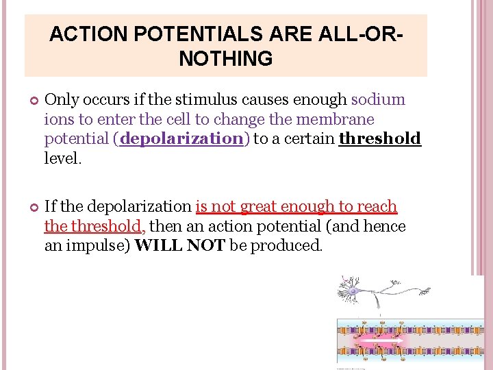 ACTION POTENTIALS ARE ALL-ORNOTHING Only occurs if the stimulus causes enough sodium ions to