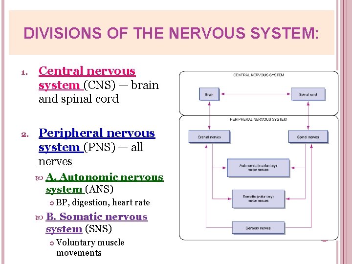 DIVISIONS OF THE NERVOUS SYSTEM: 1. Central nervous system (CNS) — brain and spinal