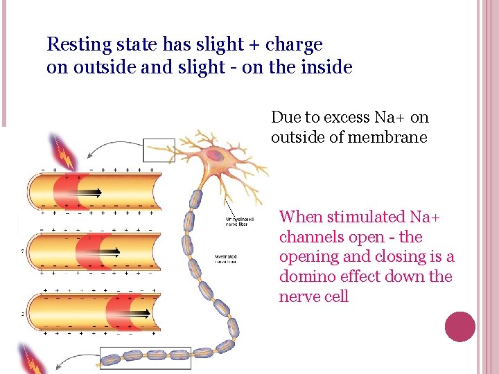 Resting state has slight + charge on outside and slight - on the inside