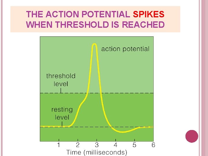 THE ACTION POTENTIAL SPIKES WHEN THRESHOLD IS REACHED 