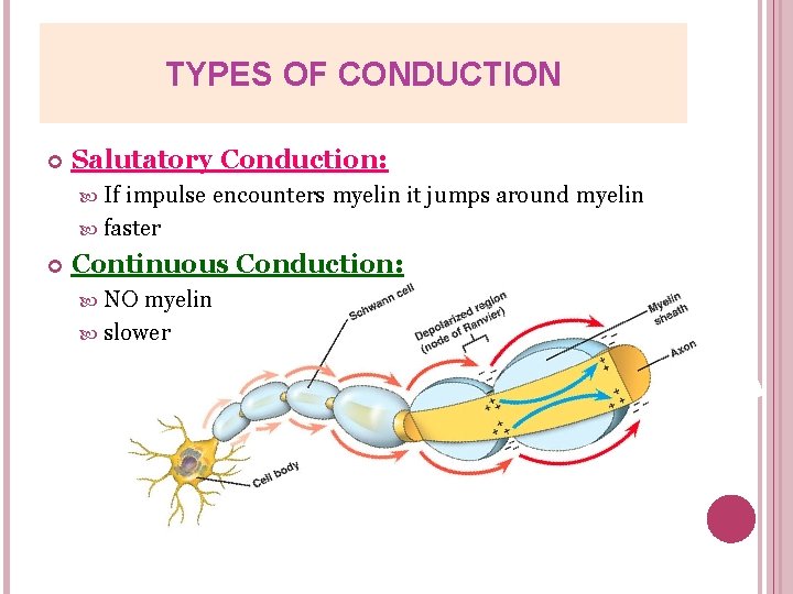TYPES OF CONDUCTION Salutatory Conduction: If impulse encounters myelin it jumps around myelin faster