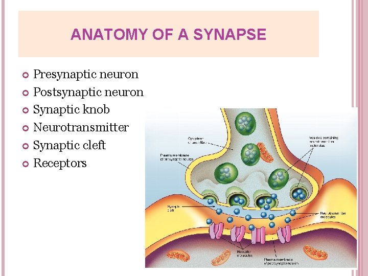 ANATOMY OF A SYNAPSE Presynaptic neuron Postsynaptic neuron Synaptic knob Neurotransmitter Synaptic cleft Receptors
