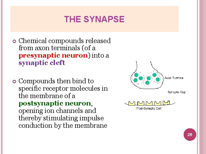 THE SYNAPSE Chemical compounds released from axon terminals (of a presynaptic neuron) into a