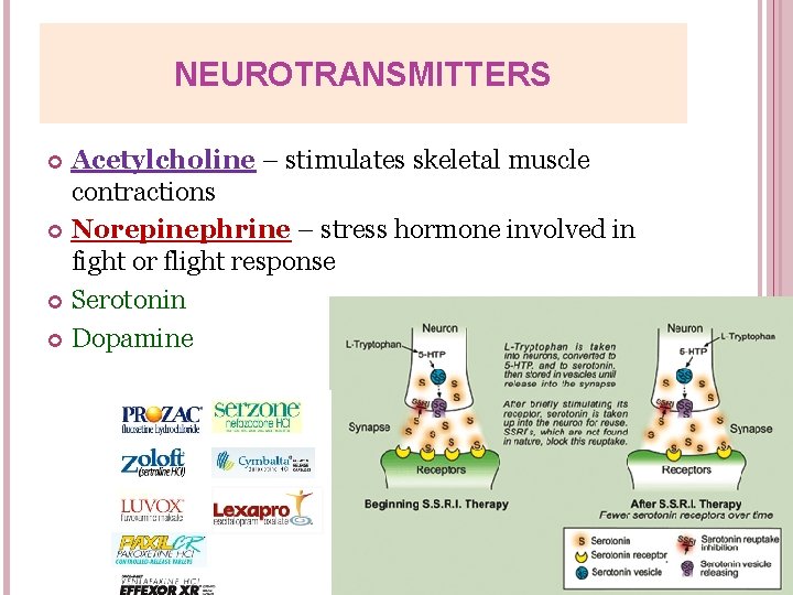 NEUROTRANSMITTERS Acetylcholine – stimulates skeletal muscle contractions Norepinephrine – stress hormone involved in fight