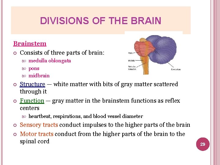DIVISIONS OF THE BRAIN Brainstem Consists of three parts of brain: medulla oblongata pons