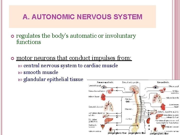 A. AUTONOMIC NERVOUS SYSTEM regulates the body’s automatic or involuntary functions motor neurons that