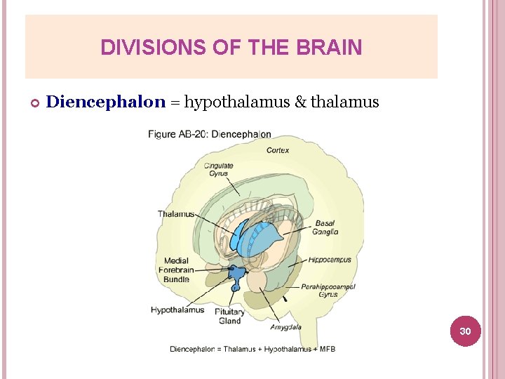 DIVISIONS OF THE BRAIN Diencephalon = hypothalamus & thalamus 30 