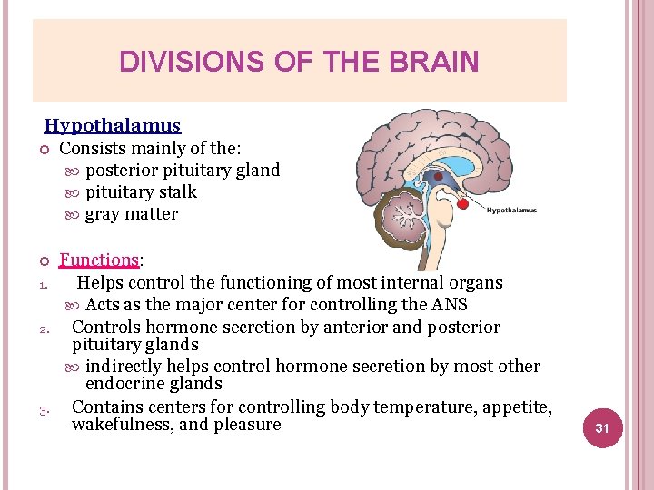 DIVISIONS OF THE BRAIN Hypothalamus Consists mainly of the: posterior pituitary gland pituitary stalk