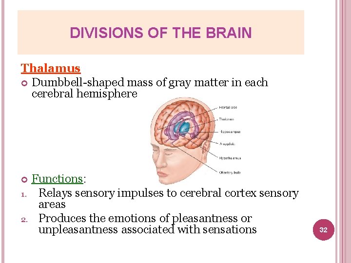 DIVISIONS OF THE BRAIN Thalamus Dumbbell-shaped mass of gray matter in each cerebral hemisphere