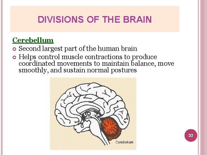 DIVISIONS OF THE BRAIN Cerebellum Second largest part of the human brain Helps control