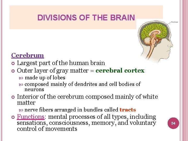 DIVISIONS OF THE BRAIN Cerebrum Largest part of the human brain Outer layer of