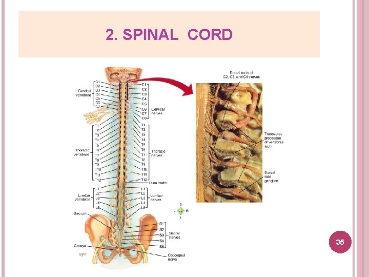 2. SPINAL CORD 35 