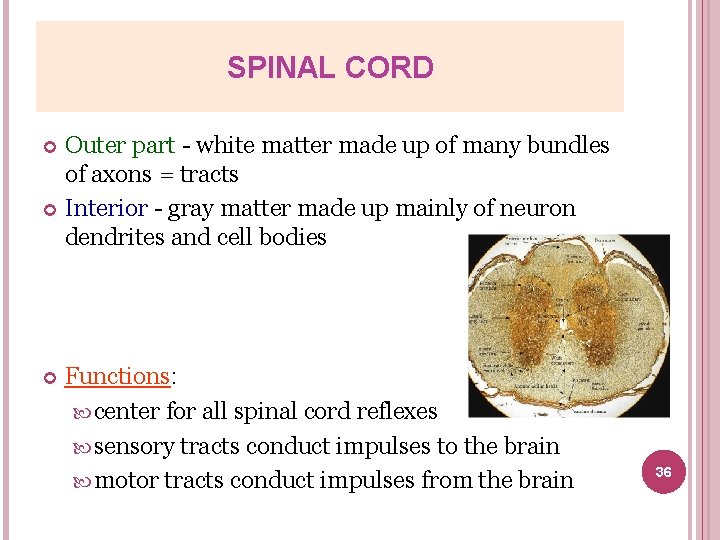 SPINAL CORD Outer part - white matter made up of many bundles of axons
