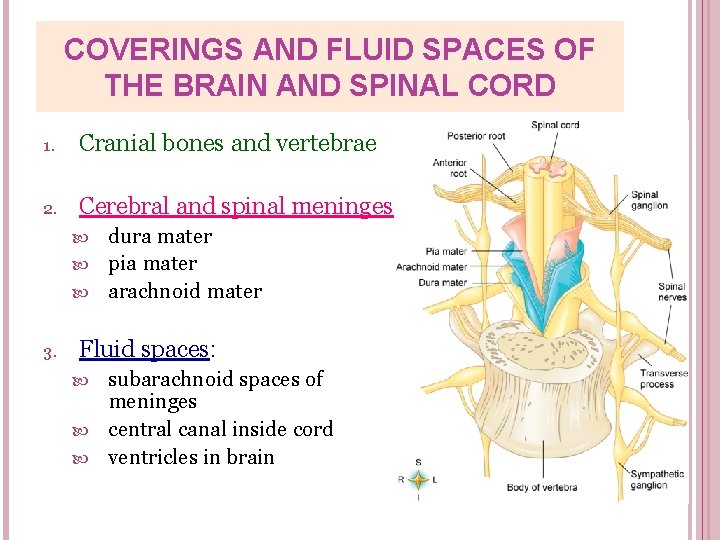 COVERINGS AND FLUID SPACES OF THE BRAIN AND SPINAL CORD 1. Cranial bones and