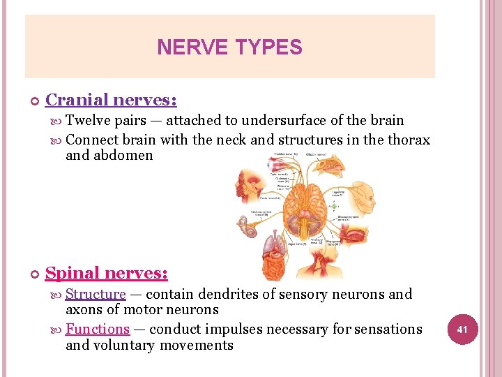 NERVE TYPES Cranial nerves: Twelve pairs — attached to undersurface of the brain Connect