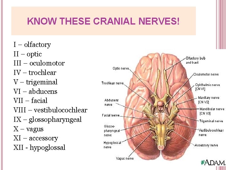 KNOW THESE CRANIAL NERVES! I – olfactory II – optic III – oculomotor IV