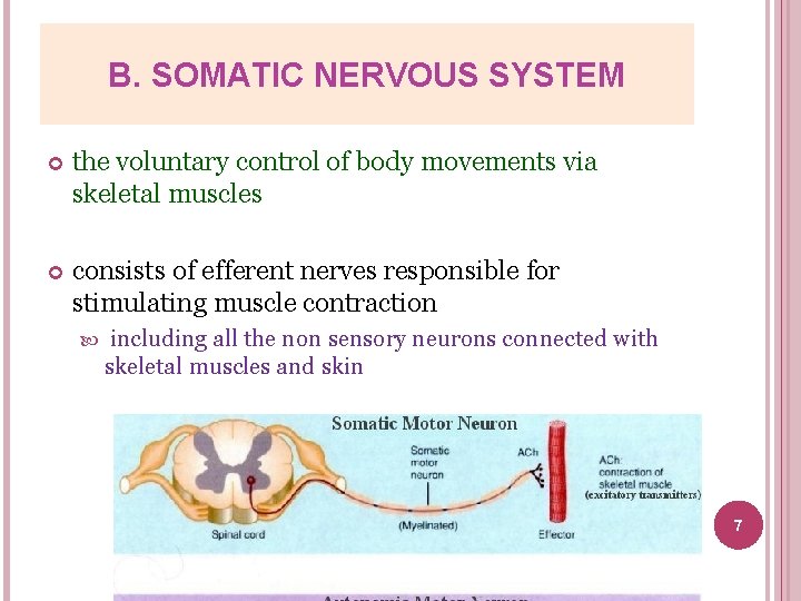 B. SOMATIC NERVOUS SYSTEM the voluntary control of body movements via skeletal muscles consists