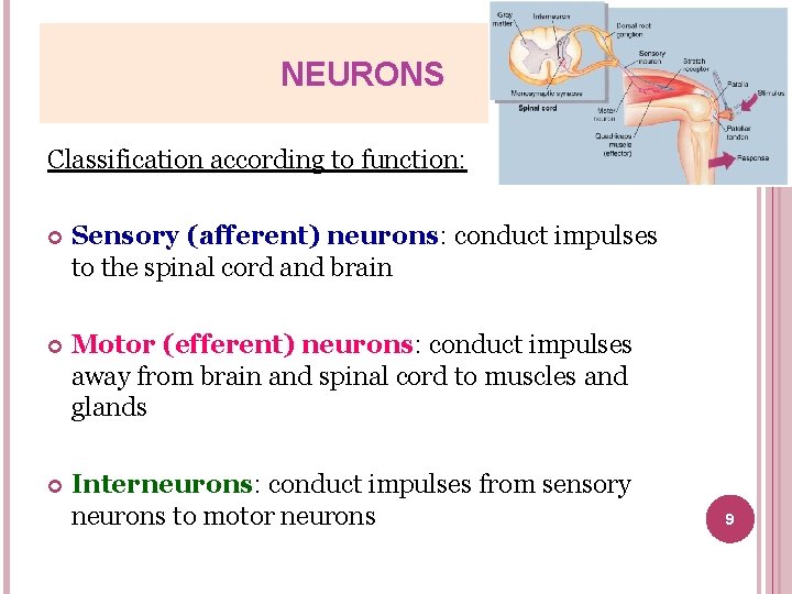 NEURONS Classification according to function: Sensory (afferent) neurons: conduct impulses to the spinal cord