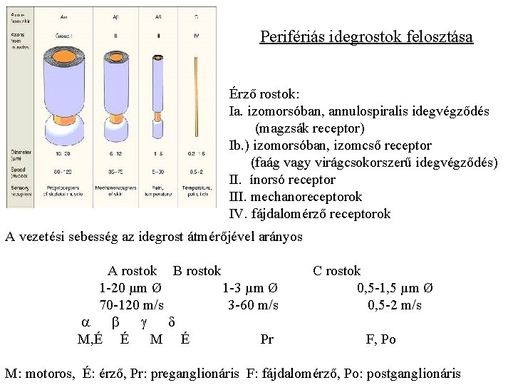 Perifériás idegrostok felosztása Érző rostok: Ia. izomorsóban, annulospiralis idegvégződés (magzsák receptor) Ib. ) izomorsóban,