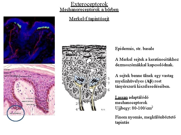 Exteroceptorok Mechanoreceptorok a bőrben Merkel-f tapintósejt Epidermis, str. basale A Merkel sejtek a keratinocitákhoz