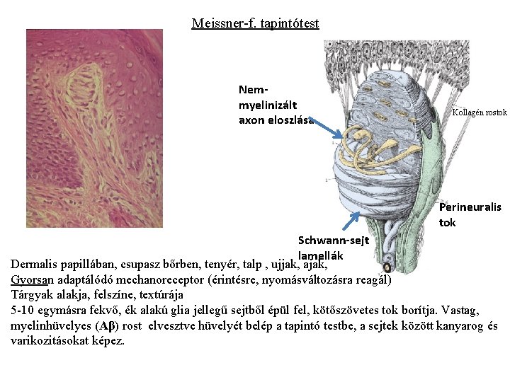 Meissner-f. tapintótest Nemmyelinizált axon eloszlása Kollagén rostok Perineuralis tok Schwann-sejt lamellák Dermalis papillában, csupasz