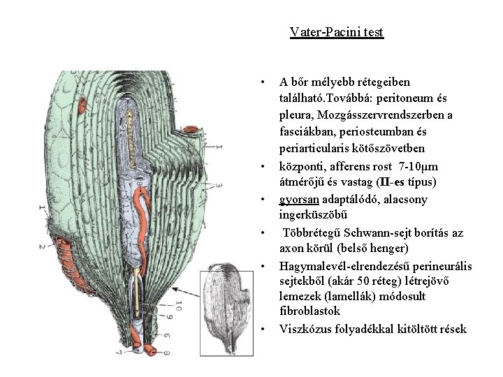 Vater-Pacini test • • • A bőr mélyebb rétegeiben található. Továbbá: peritoneum és pleura,