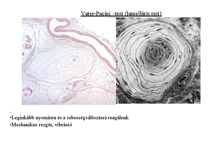 Vater-Pacini –test (lamelláris test) . • Leginkább nyomásra és a sebességváltozásra reagálnak • Mechanikus