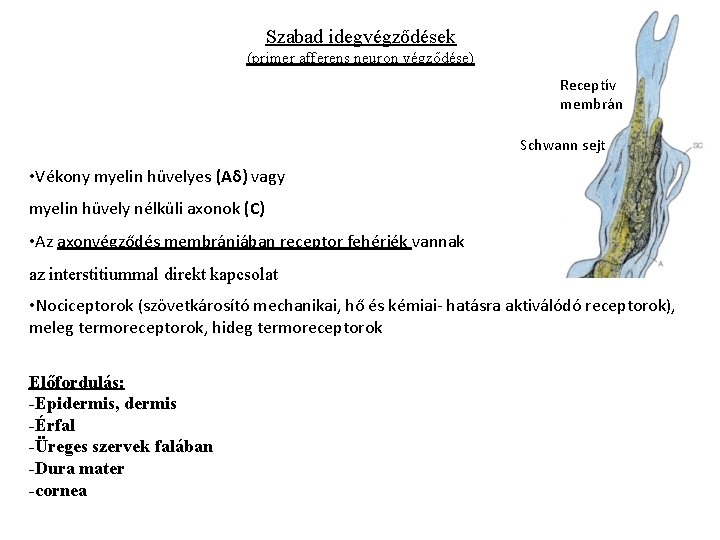 Szabad idegvégződések (primer afferens neuron végződése) Receptív membrán Schwann sejt • Vékony myelin hüvelyes