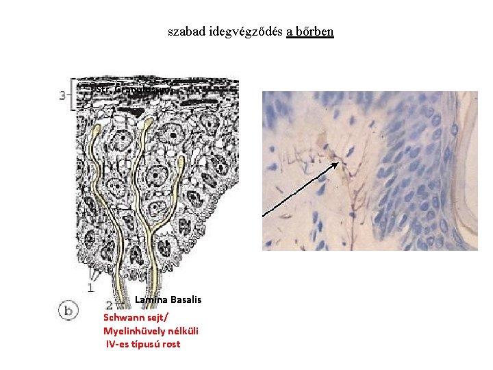szabad idegvégződés a bőrben Str. Granulosum Lamina Basalis Schwann sejt/ Myelinhüvely nélküli IV-es típusú