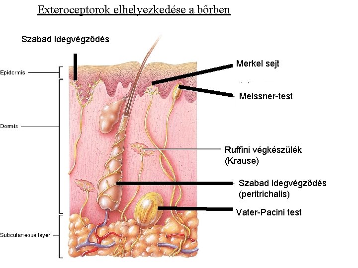 Exteroceptorok elhelyezkedése a bőrben Szabad idegvégződés Merkel sejt Meissner-test Ruffini végkészülék (Krause) Szabad idegvégződés