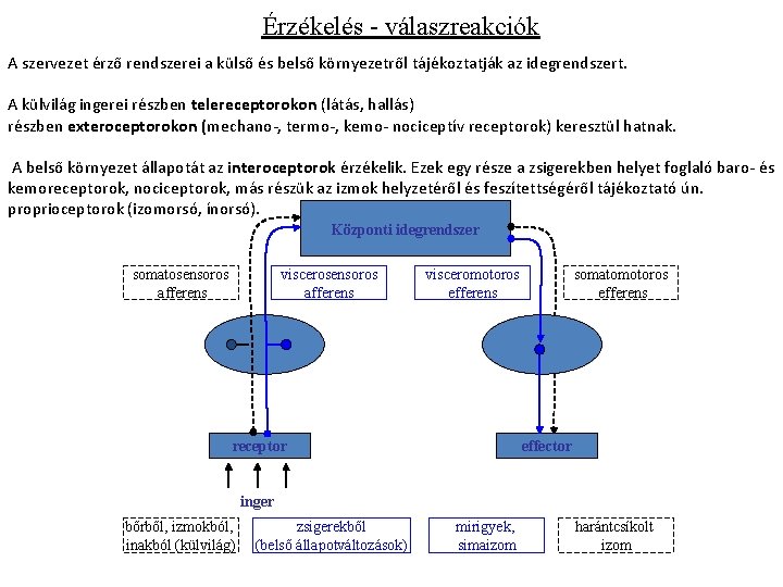 Érzékelés - válaszreakciók A szervezet érző rendszerei a külső és belső környezetről tájékoztatják az