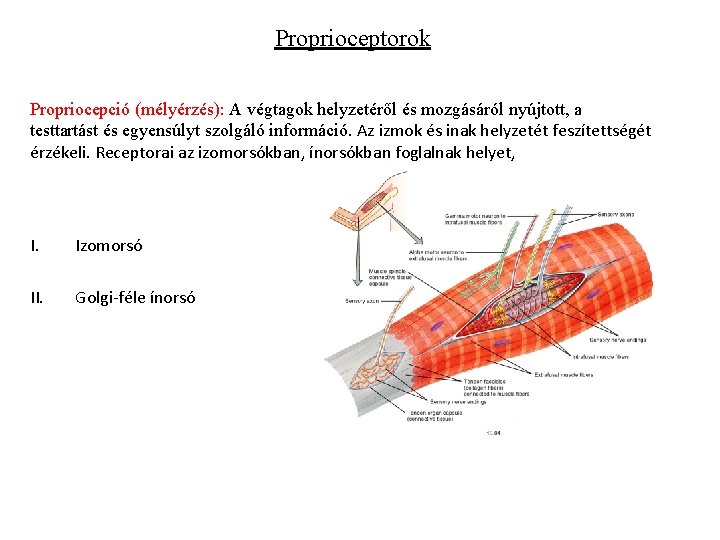 Proprioceptorok Propriocepció (mélyérzés): A végtagok helyzetéről és mozgásáról nyújtott, a testtartást és egyensúlyt szolgáló