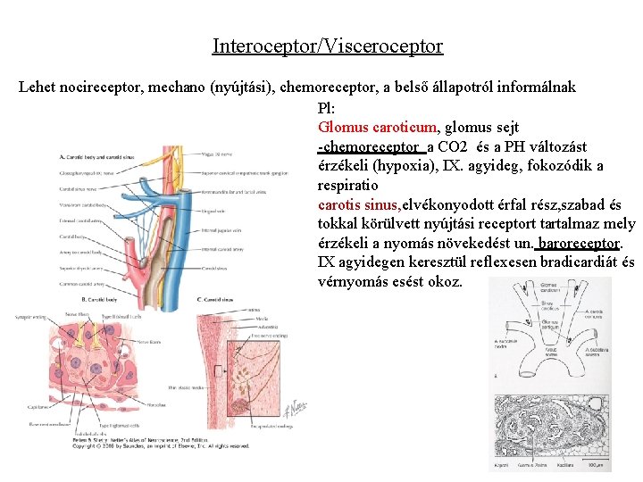 Interoceptor/Visceroceptor Lehet nocireceptor, mechano (nyújtási), chemoreceptor, a belső állapotról informálnak Pl: Glomus caroticum, glomus