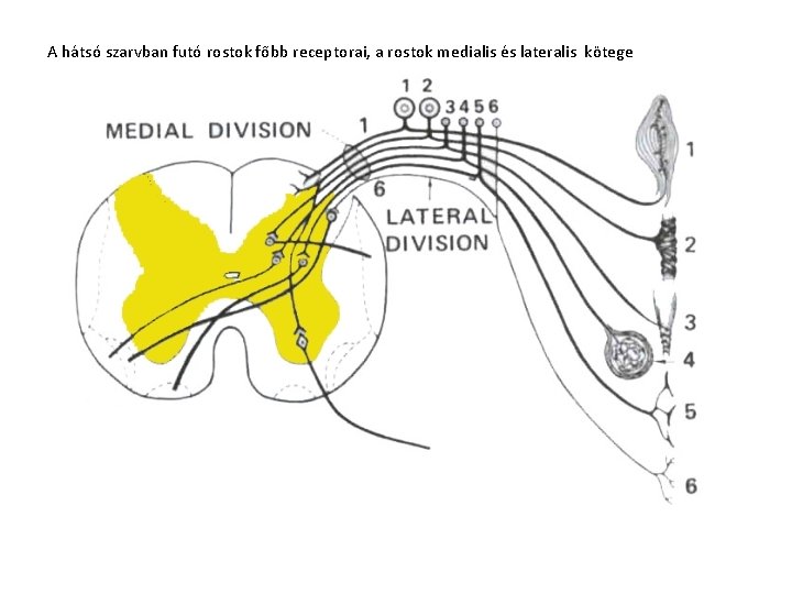 A hátsó szarvban futó rostok főbb receptorai, a rostok medialis és lateralis kötege 