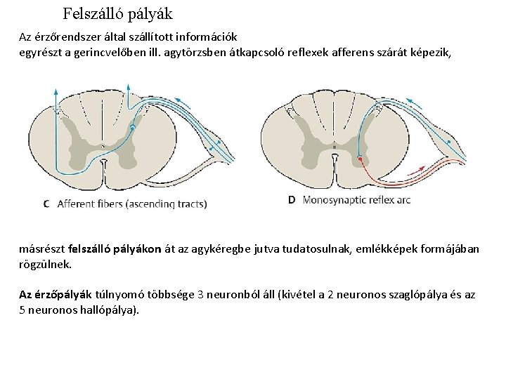 Felszálló pályák Az érzőrendszer által szállított információk egyrészt a gerincvelőben ill. agytörzsben átkapcsoló reflexek