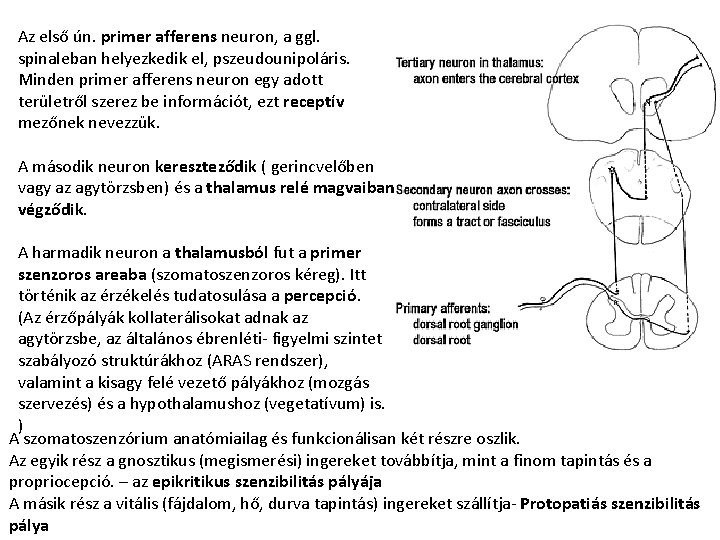 Az első ún. primer afferens neuron, a ggl. spinaleban helyezkedik el, pszeudounipoláris. Minden primer